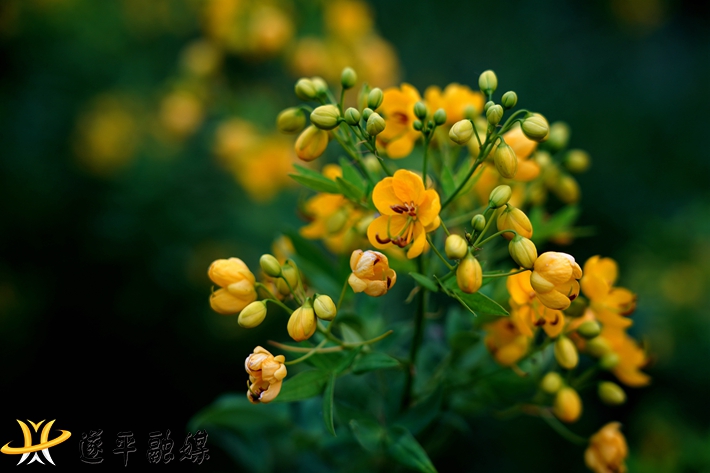 雙夾決明花.jpg