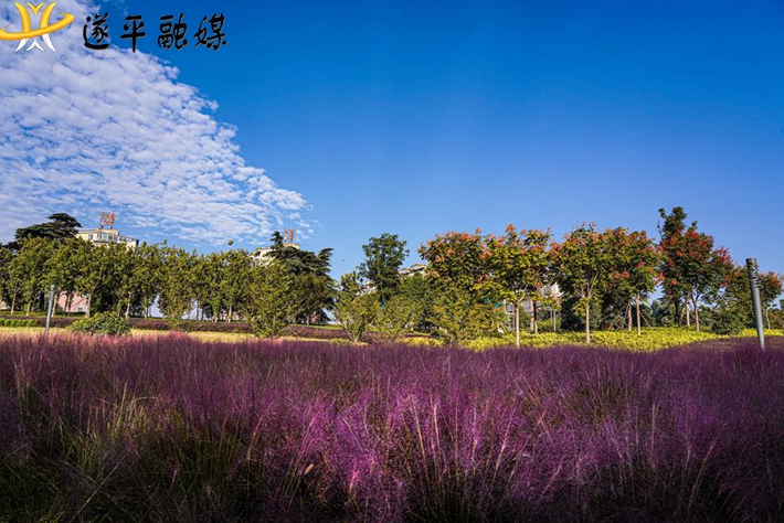 夢幻花海.jpg