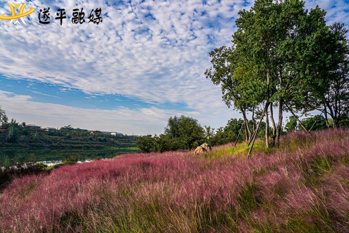 藍天白云下的花海.jpg
