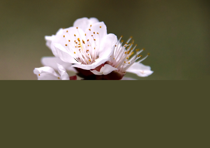 初綻芳華.jpg
