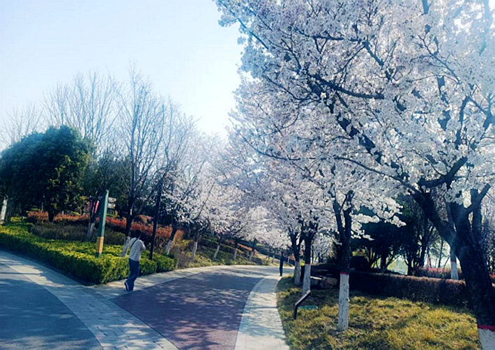萬物復蘇春日忙 “花海遂平”斗芬芳164.png