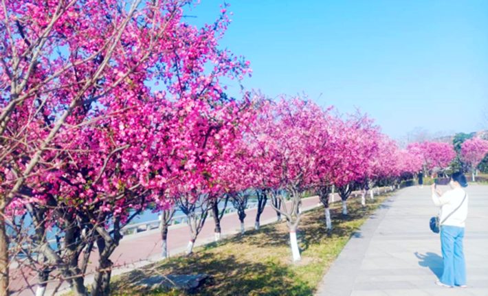 萬物復蘇春日忙 “花海遂平”斗芬芳171.png