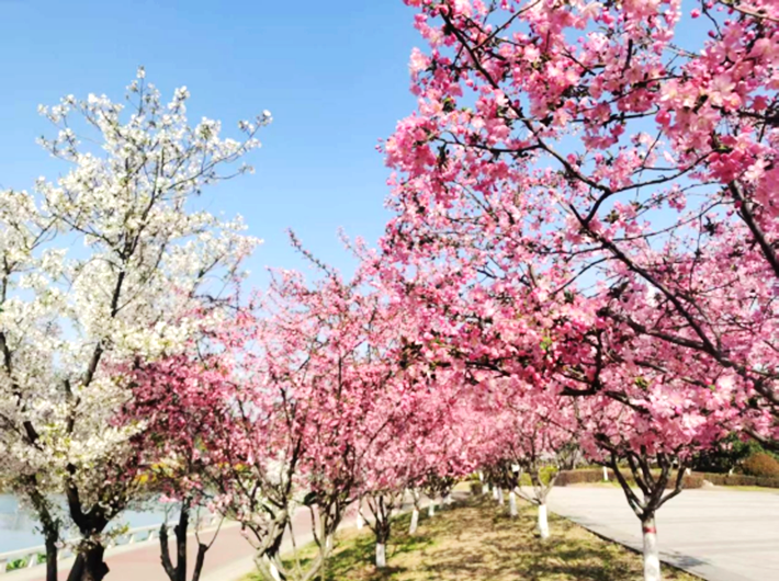 萬物復蘇春日忙 “花海遂平”斗芬芳172.png