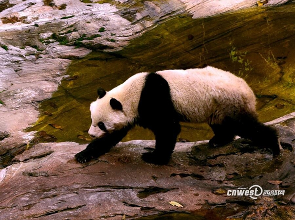 陜西太白縣景區現野生大熊貓 閑逛6小時后離開