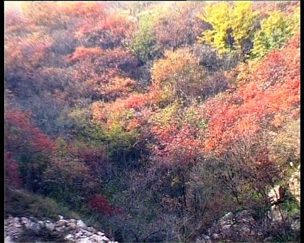 遂平西部山區紅葉美景醉游人