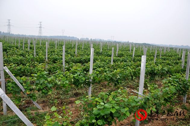 遂平：請種植專家免費(fèi)為種植戶開展技術(shù)服務(wù)