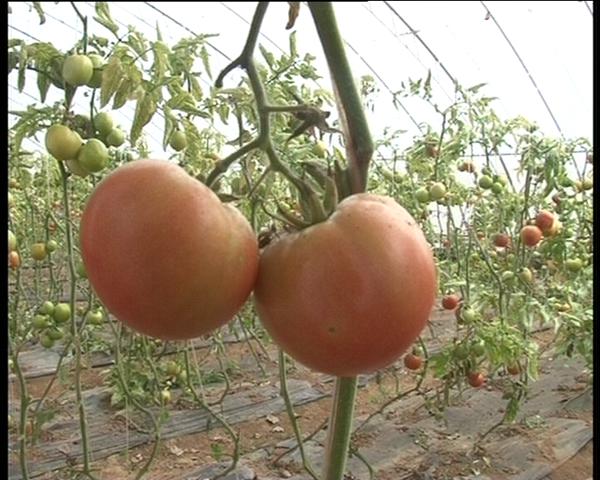 遂平：大棚種植讓農民錢袋鼓起來
