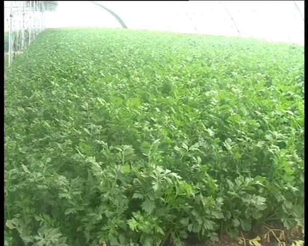 遂平：大棚種植讓農民錢袋鼓起來