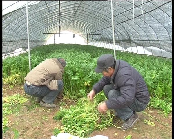 遂平：大棚種植讓農民錢袋鼓起來