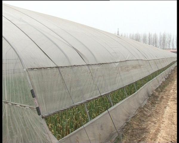 遂平：大棚種植讓農民錢袋鼓起來