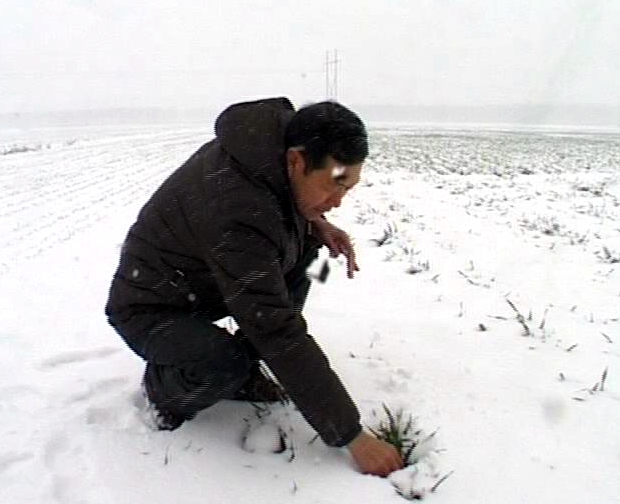 遂平： 農技專家指導雪后麥田管理