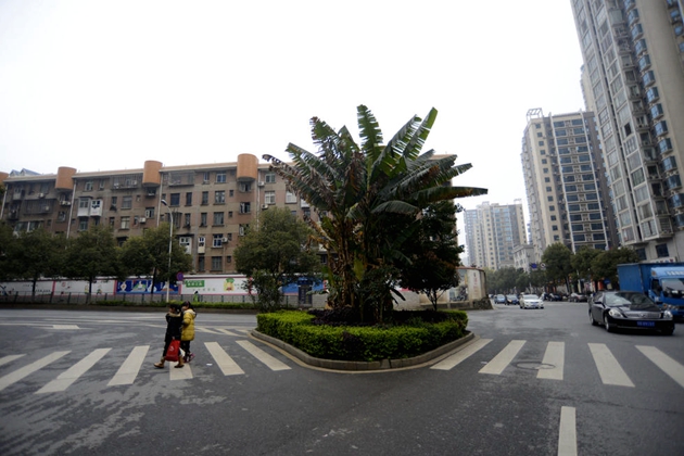 湖南郴州現“奇葩斑馬線” 市民無處落腳