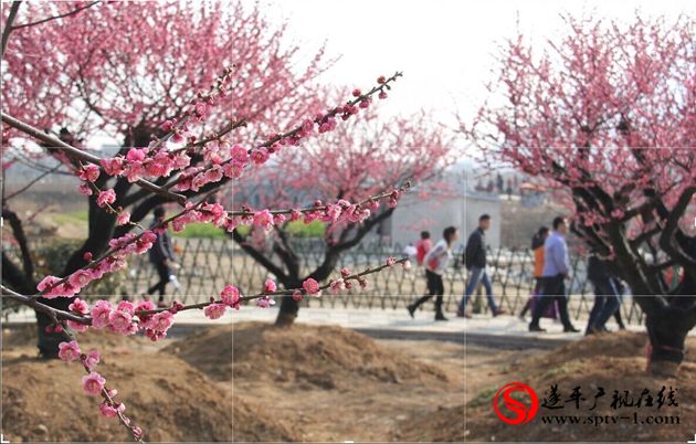 微觀察：嵖岈山溫泉小鎮梅園附近村民亂收費 影響遂平人形象