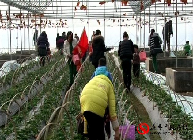 遂平縣陽(yáng)豐鎮(zhèn)打造特色農(nóng)業(yè)旅游
