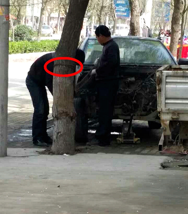 店家：你這樣弄樹就毀啦！