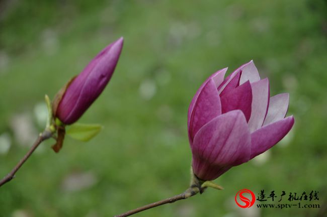 遂平：春天百花開 游客賞花來