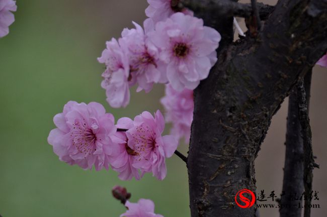 遂平：春天百花開 游客賞花來