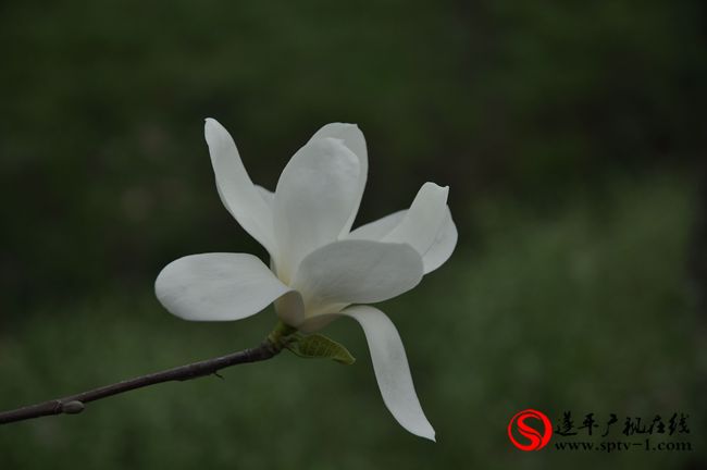 遂平：春天百花開 游客賞花來
