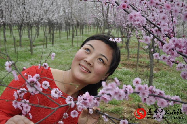 遂平：春天百花開 游客賞花來