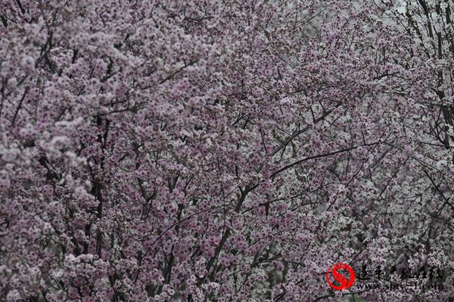 遂平：春天百花開 游客賞花來