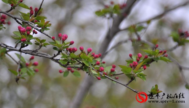 遂平：春天百花開 游客賞花來