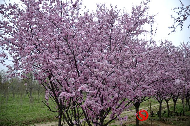 遂平：春天百花開 游客賞花來