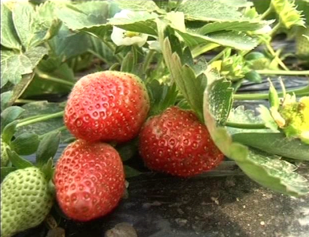 遂平：春日踏青好時節 采摘草莓樂趣多