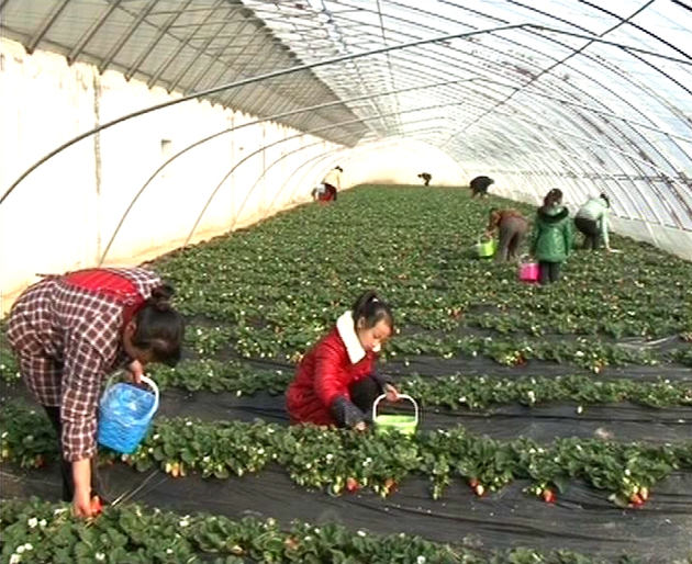 遂平：春日踏青好時節 采摘草莓樂趣多