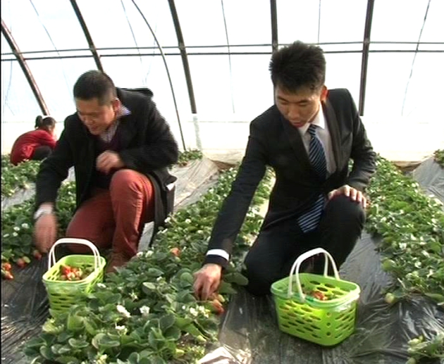 遂平：春日踏青好時節 采摘草莓樂趣多