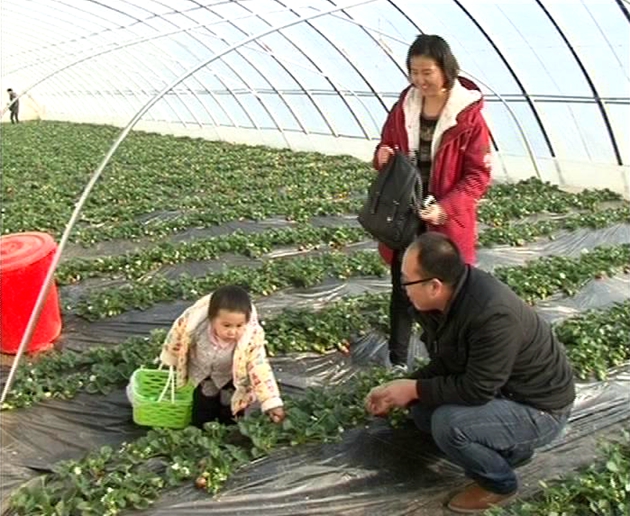 遂平：春日踏青好時節 采摘草莓樂趣多