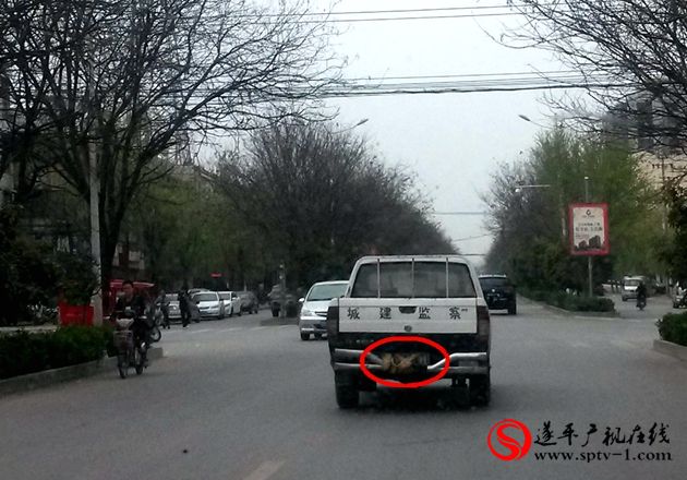 遮擋著車號牌的遂平城建監(jiān)察車咋就這么任性？