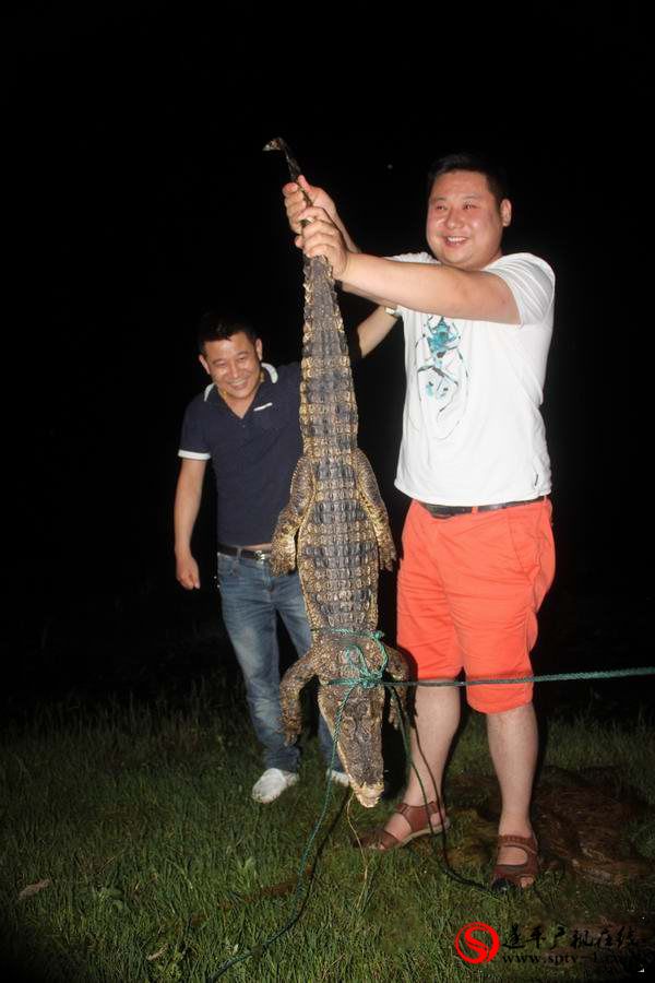 遂平縣城汝河段真的捕獲一只鱷魚