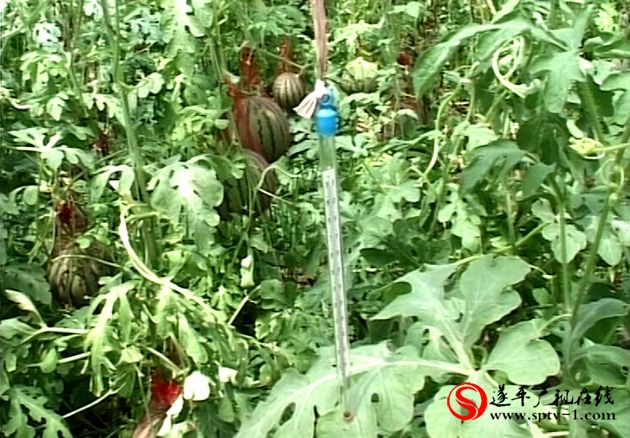 遂平：高效農(nóng)業(yè)助農(nóng)增收