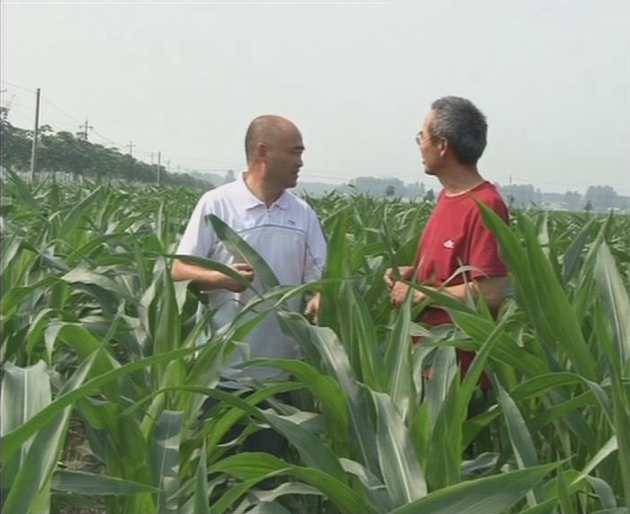 遂平:搞好秋田管理 農業專家支招
