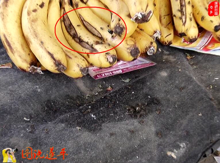 圖為:一只綠頭蒼蠅趴在香蕉的裂口處正在飽餐。