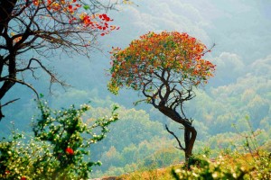 《如果有來生, 要做一棵樹》_DSC3229