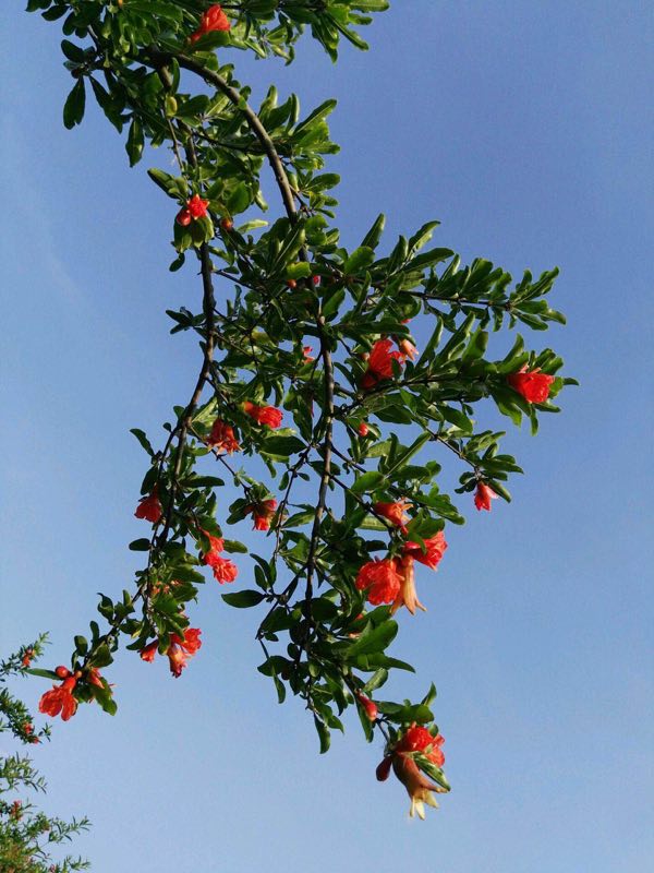 趙圣蘭攝影作品《紅紅火火》