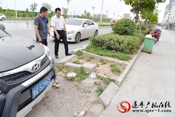 上圖:縣委副書記尹永彪在城南建材市場西南角查看缺失的綠化帶。